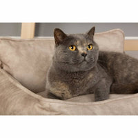 Scruffs & Tramps Hundebett Kensington Größe M 60X50 Cm Creme-B&B Shop - 2000 Stockerau